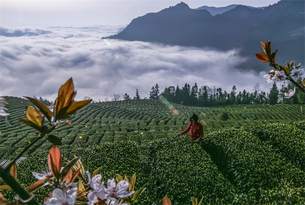 恩施花枝山有機茶園基地簡(jiǎn)介